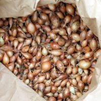 Santero organic onion sets sold by Fruit Hill Farm Online Shop Ireland