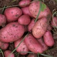 Sarpo Mira - Organic Seed Potatoes give high yield