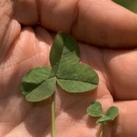 Pipolina micro clover