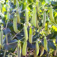 High yielding main-crop organic pea senator
