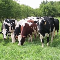Productive Grass for Organics