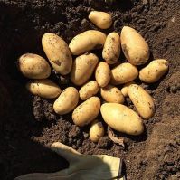 Sevilla - Seed Potatoes