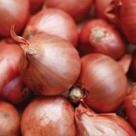 shallots-red-sun