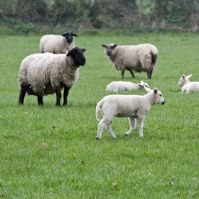 permanent pasture fopr sheep
