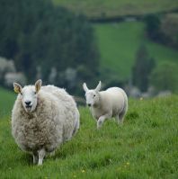 all round pasture Semopur4.4 seeds with herbs