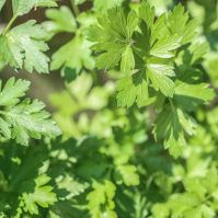 Parsley for Grazing