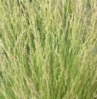 Creeping Red Fescue
