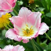 Organic Tulip Siesta