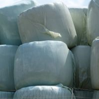 Egyptian Clover/Persian Clover/ Westerwolds Annual Silage Ley 1.2 (100% Organic)