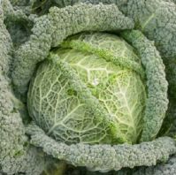 Cabbage, Savoy 'Smaragd'