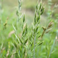 soft brome grass