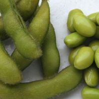 Soybean 'Hokkai Green'
