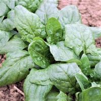 spinach leaves