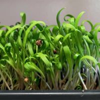 organic spinach microgreen seeds