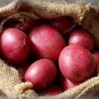 Red Duke of York seed potatoes