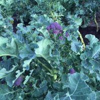 Broccoli 'Purple Sprouting'