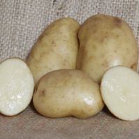 Sharpes Express seed potatoes