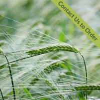 Orcade Barley Seed Ireland
