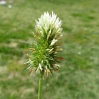 Squarrose Clover Seed
