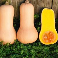 Squash 'Nutterbutter'