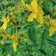 St. John's Wort