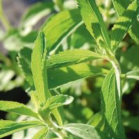 Stevia 