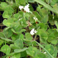 Subterranean clover seed