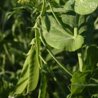 Organic Sugar Snap Peas