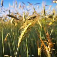 Summer Rye Grain