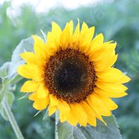 Sunflower 'Pradomio'