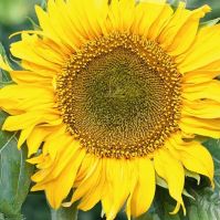 Sunflower 'Sunspot'