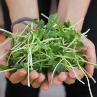 sunflower seeds for growing your own microgreens at home