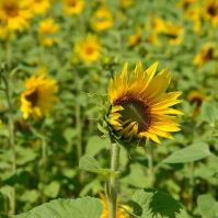 Organic Sunflower Seed