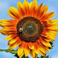 sunflower seeds organic