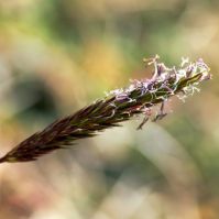 sweet vernal grass seed