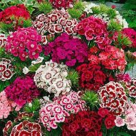 Organic Sweet William seeds 