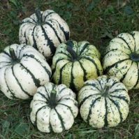 Organic Sweet Dumplin Squash Seed
