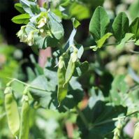 Mangetout sweet horizon pea seed
