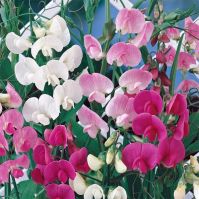 Sweet peas