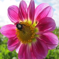 Sweetheart border Dahlia