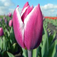 organic bi-coloured tulip