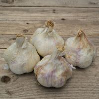 'Therador' Organic Garlic (Autumn Planting)