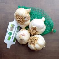 Theradao garlic bulbs