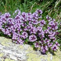 Organic Thyme Seeds