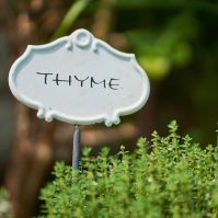 Thyme microgreens organic