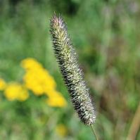 orgaic timothy seeds