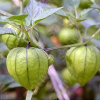 Purple Tomatillo