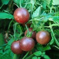 Black Cherry