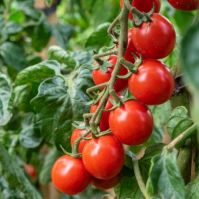 Tomato 'Philamina'