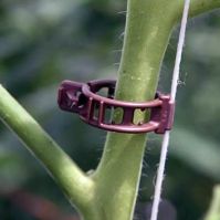 Compostable tomato clip